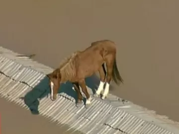 TV flagra cavalo se equilibrando em cima de telhado cercado por água no RS