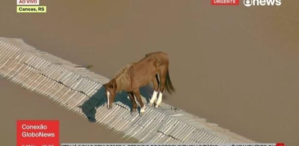 TV flagra cavalo se equilibrando em cima de telhado cercado por água no RS