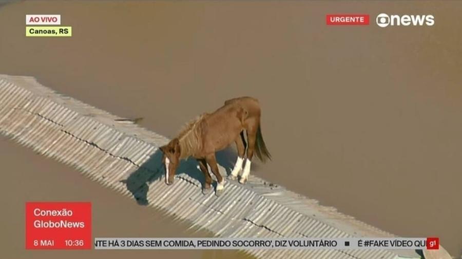 O cavalo Caramelo, quando estava ilhado sobre telhado, em Canoas (RS)