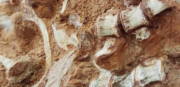 Primeiros dinossauros podem ter surgido em solo brasileiro, aponta estudo