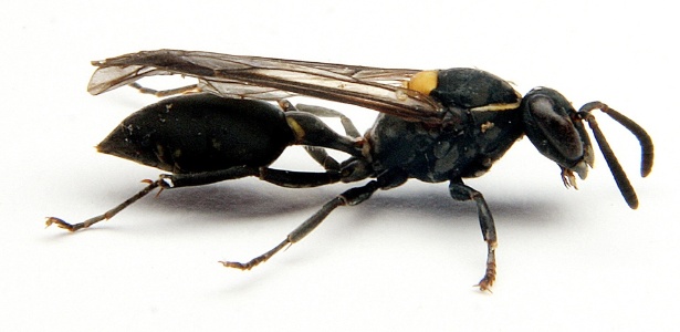  A vespa brasileira Polybia paulista tem em seu veneno uma poderosa toxina que mata células de câncer - Prof Mario Palma/São Paulo/PA