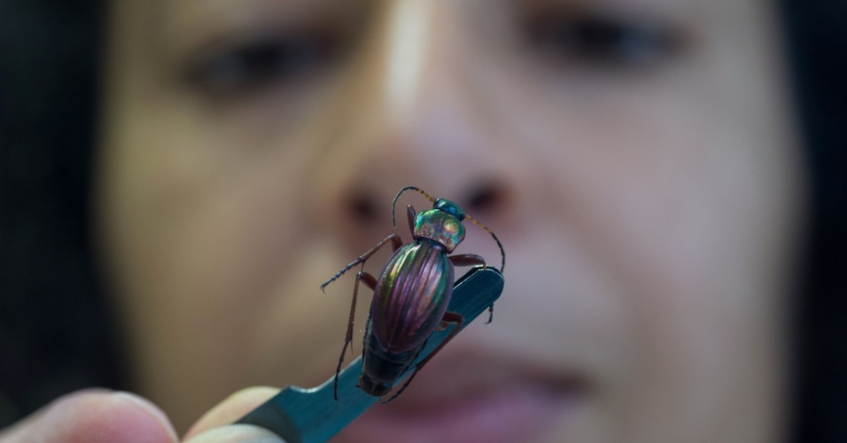 22.out.2015 - Mulher observa besouro para pesquisa em laboratório de Nogent-sur-Vernisso, na França