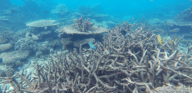 Grande Barreira de Corais está sofrendo branqueamento por causa do aquecimento global - Greg Torda, ARC Centre of Excellence for Coral Reef Studies