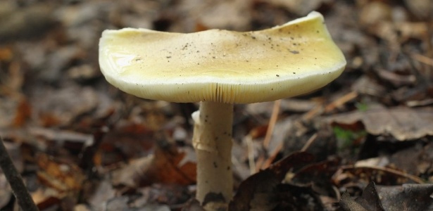 Nunca se deve comer um cogumelo selvagem sem ter 100% de certeza de sua segurança, dizem especialistas - GettyImages/BBC