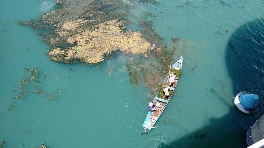 A proliferação de plantas aquáticas tem prejudicado o rio São Francisco, no Nordeste - Companhia de Saneamento de Alagoas