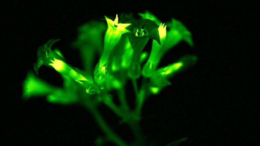Cientistas criaram plantas que brilham no escuro durante todo o ciclo de vida - Planta/MRC London Institute of Medical Sciences