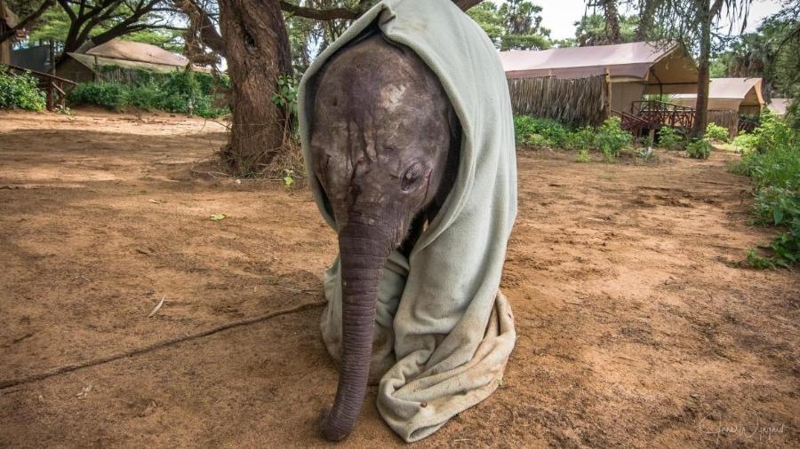 Lucky, o bebê elefante resgatado no Quênia - Jane Wynyard/Save the Elephants