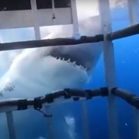 Tubarão branco de duas toneladas ataca gaiola com três mulheres no México - Reprodução/YouTube