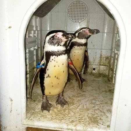 Dois pinguins foram roubados e vendidos pelo Facebook por R$ 66 mil - Divulgação