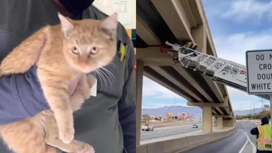 Gato ficou preso em pilar de rodovia e foi resgatado pela polícia e bombeiros no Texas (EUA) - Reprodução/KTSM