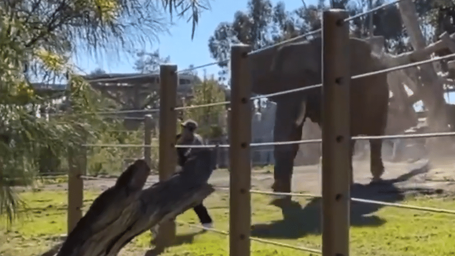 Irritado, elefante avançou na direção do invasor que estava com a criança de colo no zoológico - Reprodução/Twitter/@ReporterCassie