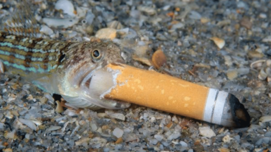 Peixe-lagarto com filtro de cigarro preso à boca está entre fotografias destaque em prêmio  - Reprodução/Instagram/Steven Kovacs