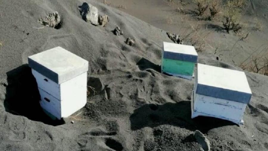 As colmeias foram encontradas soterradas sob as cinzas expelidas pelo Vulcão Cumbre Vieja, nas Ilhas Canárias - Reprodução/Elías Gonzalez/Associação de Apicultores de La Palma