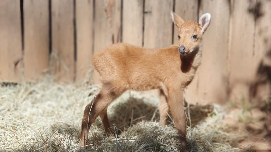 O novo filhote é o quarto indivíduo de uma família que vive no Zooparque Itatiba - Divulgação