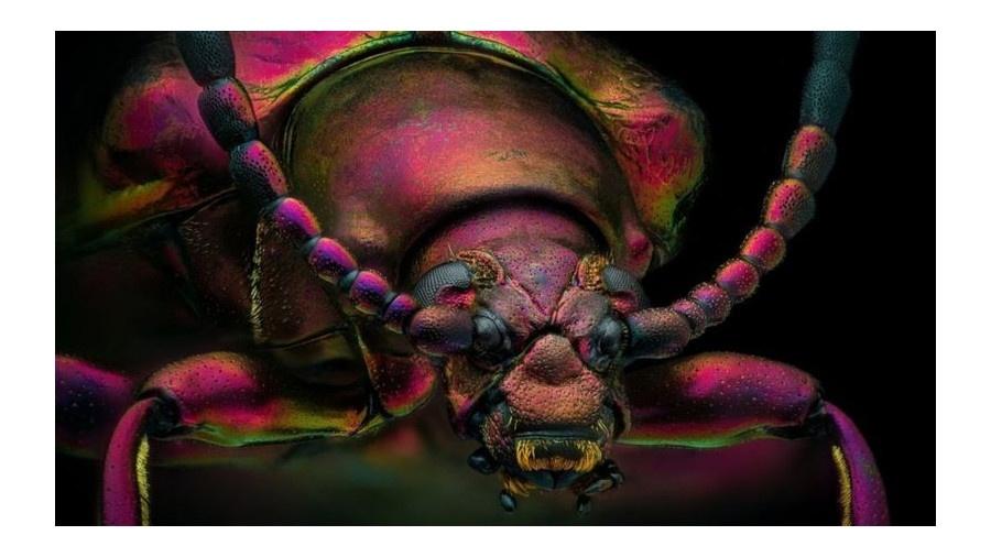 A foto deste escaravelho-vermelho foi uma das das escolhidas como "imagem de distinção" no concurso de fotografia microscópica da Nikon - Yousef Al Habshi/Nikon Small World