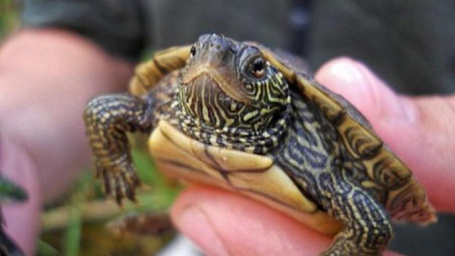 O interesse dos norte-americanos pelas tartarugas como pets foi incentivado pela facilidade das vendas online