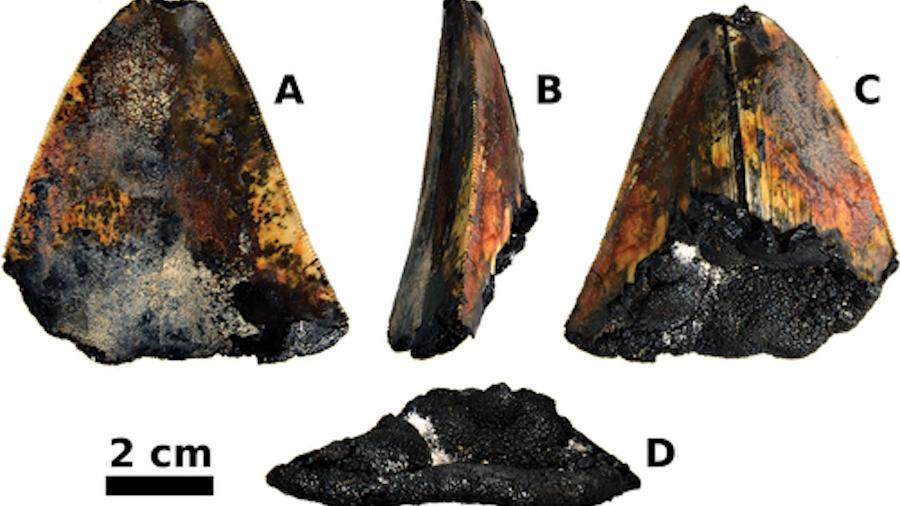 Essa é a primeira vez que um dente de megalodonte é encontrado com a polpa preservada