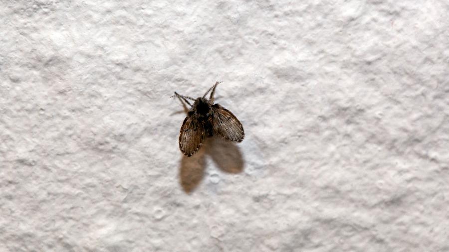 Moscas de banheiro surgem quando há umidade e matéria orgânica acumulada Moscas de banheiro surgem quando há umidade e matéria orgânica acumulada