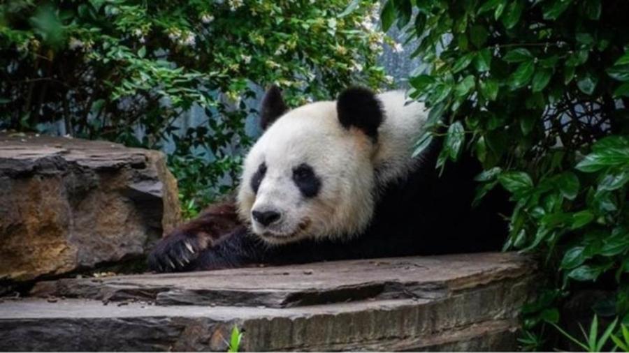 Prática conhecida como "diplomacia dos pandas" vai muito além da conservação da espécie - Getty Images/BBC