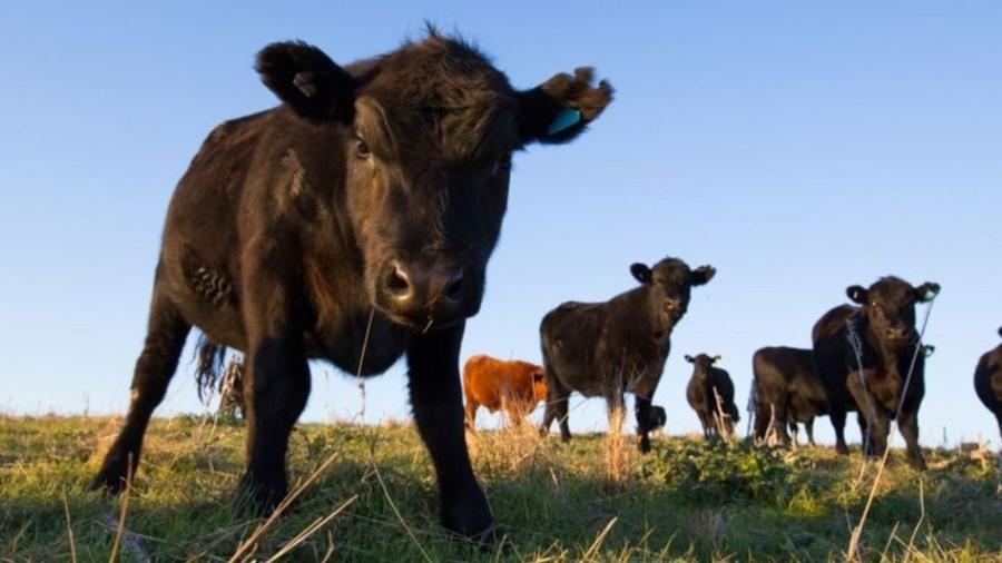 A doença da vaca louca provocou uma epidemia que matou animais e pessoas nos anos 1990 - Getty Images