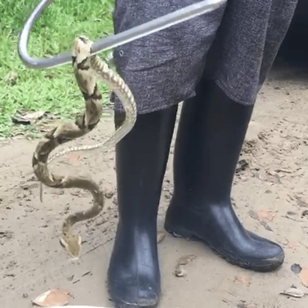 Cobra jararaca faz 'surpresa' para mulher no litoral de SP e