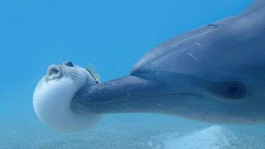 Golfinho come baiacu para ficar "doidão" - Reprodução