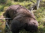 Orangotango ameaçado de extinção é visto fumando em zoológico no