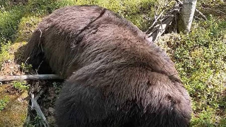 Urso se vingou do caçador antes de morrer - Reprodução/Youtube