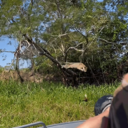 Vídeo flagra onça-pintada caçando jacaré - Reprodução/@wildjaguarphotosafaris