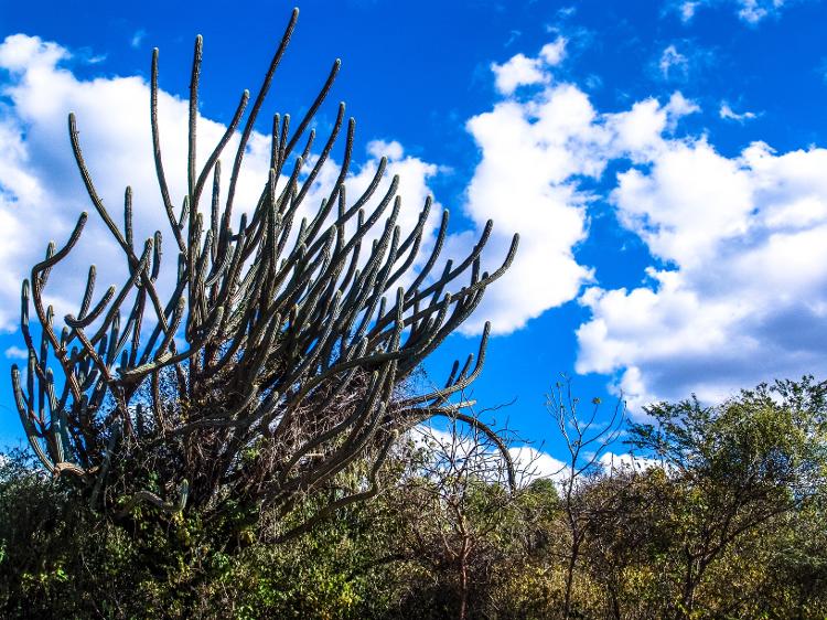 Facheiro, parte da vegetação típica da Caatinga