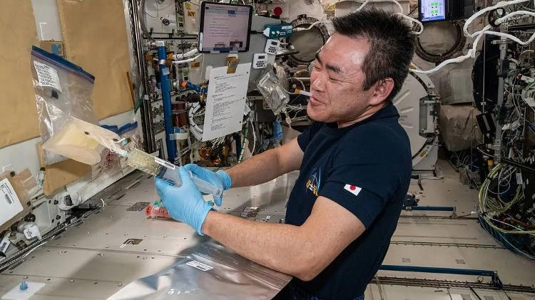 O astronauta Akihiko Hoshide descongela amostras de embriões de camundongo