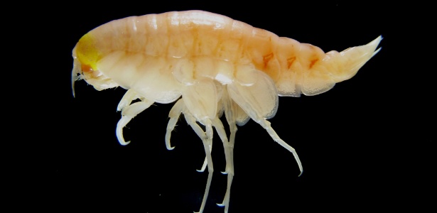 Crustáceo das águas profundas está mais contaminado do que animais próximos à superfície poluída - Alan Jamieson/AFP