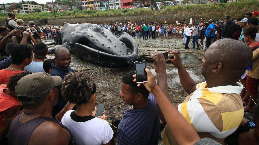 Baleia Jubarte morreu na manhã de sexta-feira, (30), três horas após encalhar na Praia de Coutos, subúrbio de Salvador, (BA), e atraiu a atenção de moradores - Mauro Akiin Nassor/Fotoarena/Folhapress