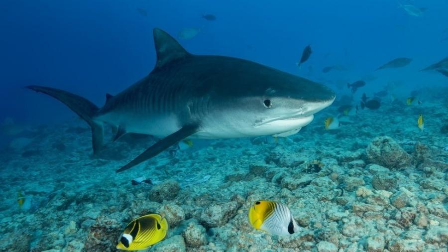 O tubarão-tigre é uma espécie bastante comum em Fernando de Noronha - Getty Images