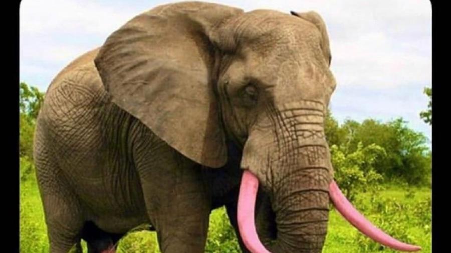 Montagem com elefante com marfim rosa - Reprodução