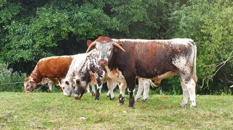 Esse gado inglês está em cima de uma camada de argila formada início do Jurássico que contém fósseis abundantes - SALLY HOLLINGWORTH/BBC - SALLY HOLLINGWORTH/BBC