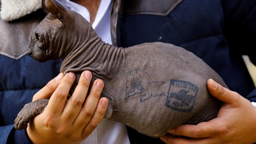 21.mar.23 - Gato Sphynx foi resgatado por policiais da prisão Cereso 3 com uma tatuagem que diz "Feito no México" - JOSE LUIS GONZALEZ/REUTERS