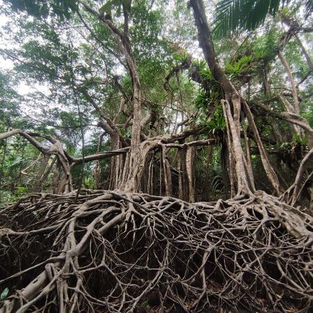 Aranha foi encontrada em área de mangue no sul tailandês; por viverem no oco das árvores, sua captura foi dificultada