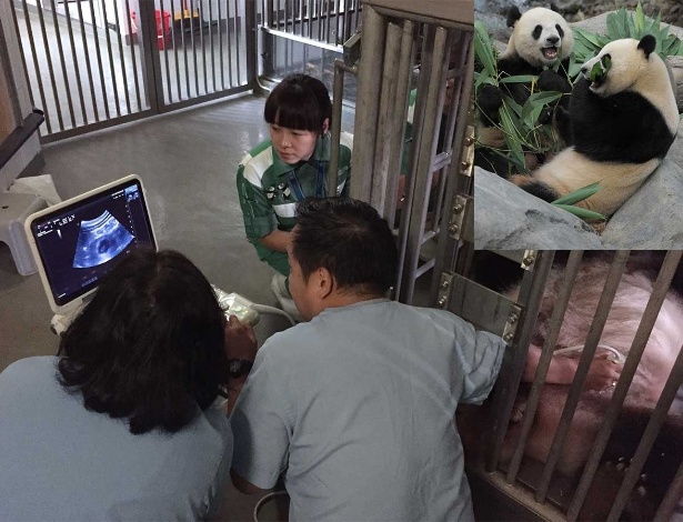 A panda Ying Ying faz exame de ultrassom no Ocean Park, em Hong Kong. No detalhe, os pandas Ying Ying (dir.) e Le Le - AFP/ Ocean Park e Antony Dickson/ AFP