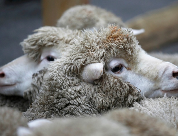 As duas teorias que explicavam o pelo encaracolado das ovelhas estavam erradas - Peter Nicholis/Reuters