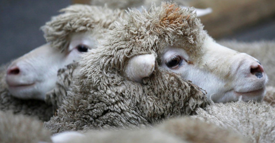 5.out.2015 - Ovelhas aguardam momento de retirada da lã em Londres, na Inglaterra