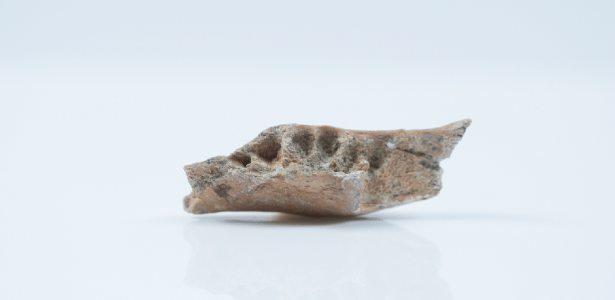 Parte do maxilar fossilizado do Homo floresiensis - Kinez Riza