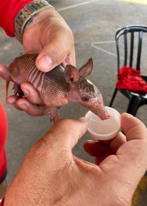 Café na China pinta cachorros como se fossem pandas e recebe críticas por  maus tratos, Mundo