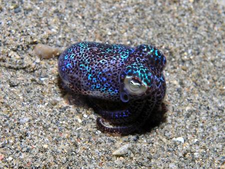 Lula bobtail é foco de estudo sobre como micróbios se relacionam com seres maiores no espaço - Nick Hobgood/Wikimedia Commons