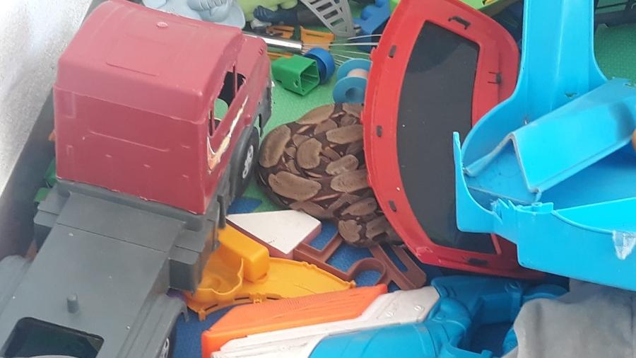 Cobra estava em meio aos brinquedos na varanda da casa da criança - Reprodução/ Clayton Junior/ CBMMT