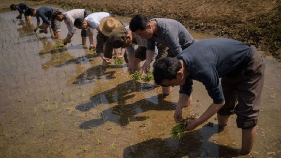 Foto de arquivo mostra norte-coreanos participando de evento anual de plantio de arroz na cidade de Nampho em 2019 - Arquivo/Getty Images