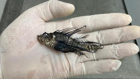 Espécie jovem de peixe-leão - Cláudio Sampaio/Ufal - Cláudio Sampaio/Ufal