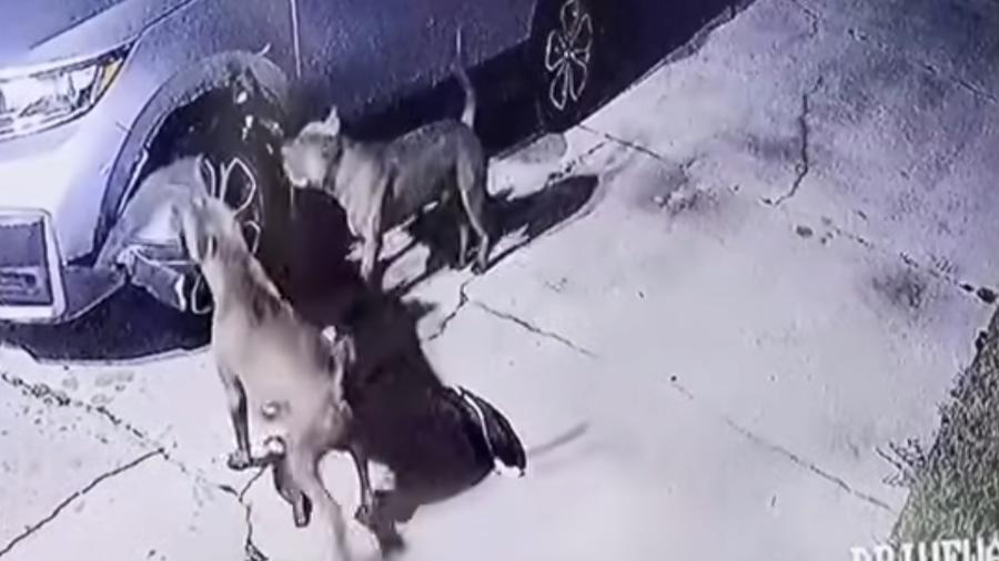 Pitbulls destruíram lataria de carro nos EUA