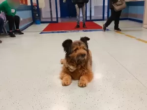Cachorro espera dono por horas em frente a pronto-socorro na Itália