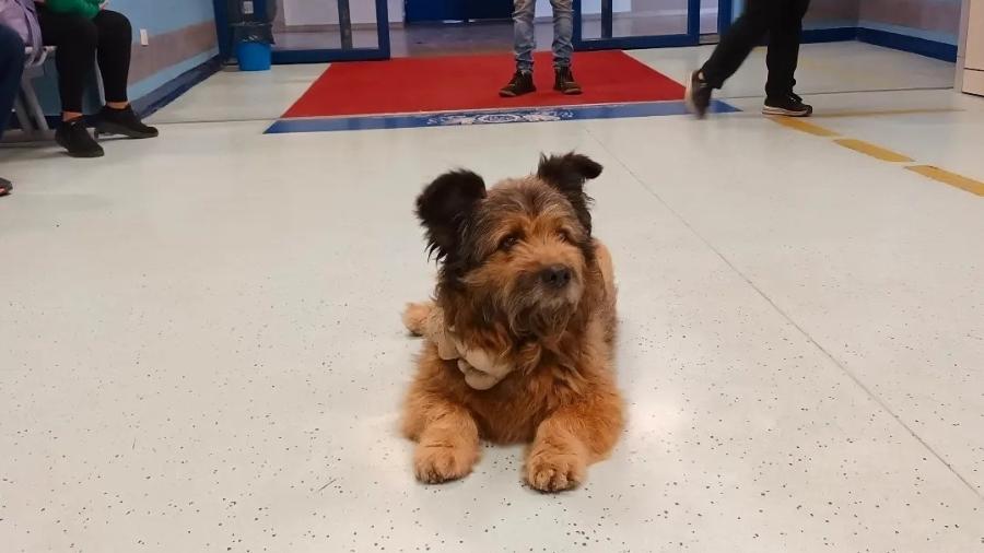 Cachorro Francesco ficou horas esperando o dono em pronto-socorro na Itália - Reprodução/Facebook